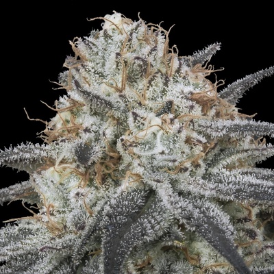 Advanced Seeds Auto Slurricane semienka neobsahujú THC 1 ks