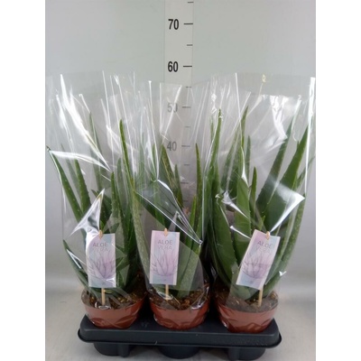 ALOE VERA Barbadensis 14/45cm