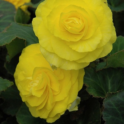 Begónie Nonstop F1 Yellow - Begonia tuberhybrida - osivo begónie - 20 ks