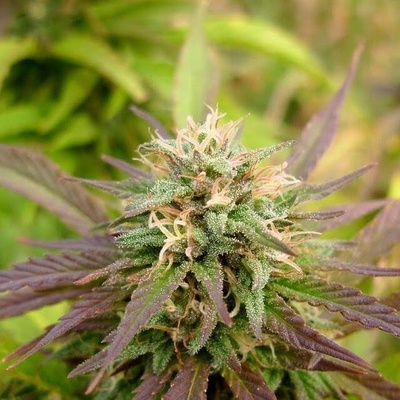 KC Brains Seeds K.C. 36 semena neobsahují THC 5 ks
