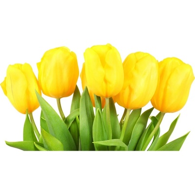 Foto obraz sklo tvrzené žlté tulipány 100x50 cm