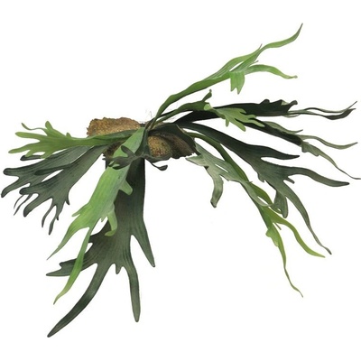 Parožnatka/platycerium zelená V50 cm