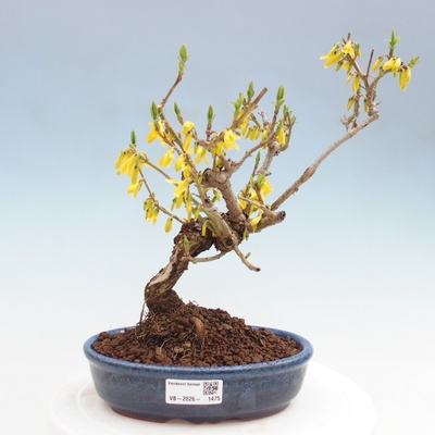e-bonsai Venkovní bonsai - Zlatice - Forsythia koreana
