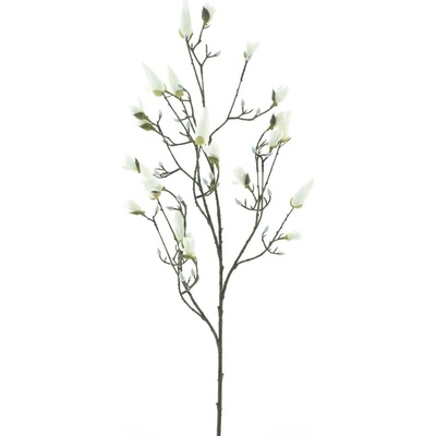 Magnolie (pupen) 'Kobe' krémová V123 cm
