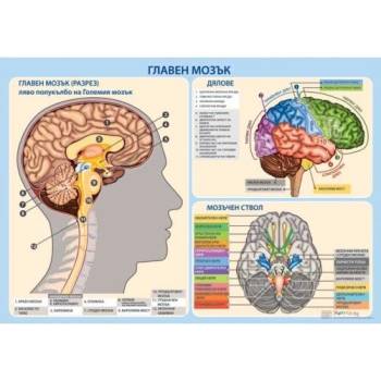 Учител bg Главен мозък - мини табло А3