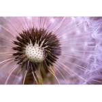 DIMEX ART Флизелинов фототапет глухарче 375 x 250 см