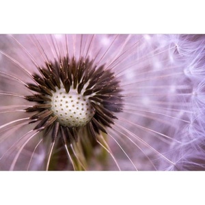DIMEX ART Флизелинов фототапет глухарче 375 x 250 см