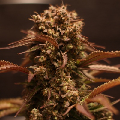 Doctor's Choice Purple Ryder semienka neobsahujú THC 10 ks