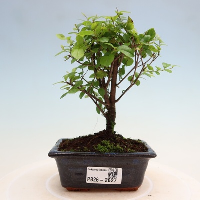 e-bonsai Pokojová bonsai - Sagerécie thea - Sagerécie thea