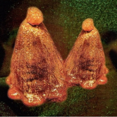 Oocyte Oil & Stolen Androgens - Black to Comm CD