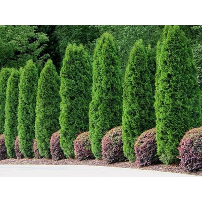 Tuja západná SMARAGD 200-220 cm, kont. 45 l