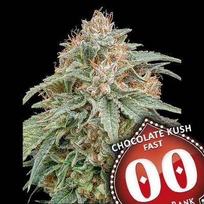 00 Seeds Bank Chocolate Kush Fast semienka neobsahujú THC 3 ks