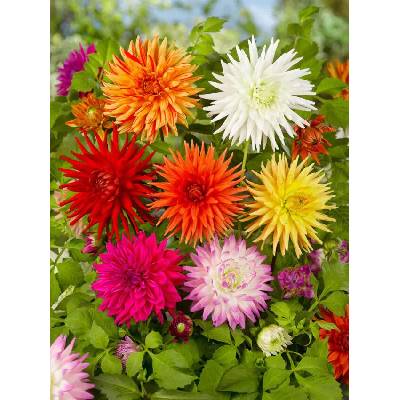 Jiřina - směs kaktusovitých odrůd