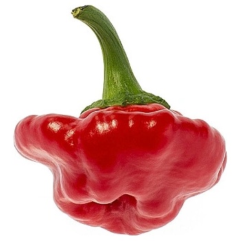 Semínka Piquant Paprička chilli JAMAICAN ROSSO