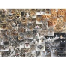 Puzzle D-Toys Kočky 1000 dílků