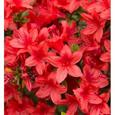 Azalea (J) 'Addy Wery' 25-30 C4L