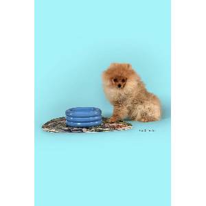 United Pets Купа за домашен любимец DoggyMood x Seletti (SE0102DM)