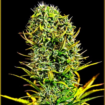 Anaconda Seeds Amnesia Haze semienka neobsahujú THC 100 ks