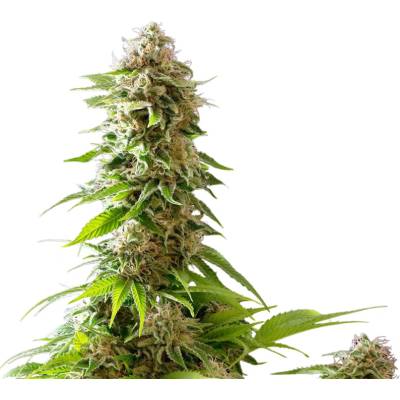 Kannabia Seeds Cookies Haze semena neobsahují THC 3 ks