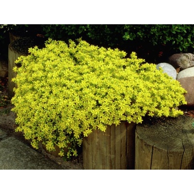 Rozchodník prudký Yellow Queen