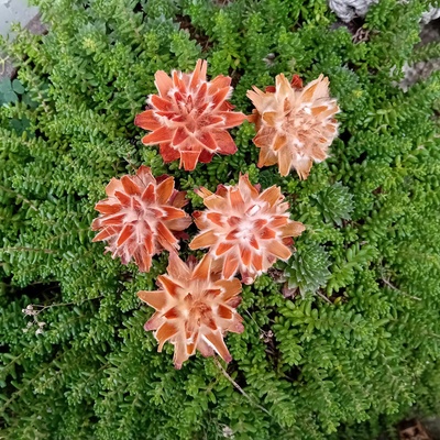 Sušina PLUMOSUM 5ks