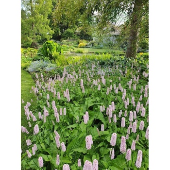 Image 1 of Семена от Обикновено кървавиче 0.3 гр (331500)