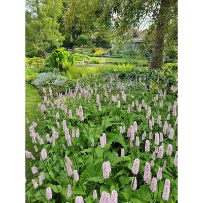 Семена от Обикновено кървавиче 0.3 гр (331500)