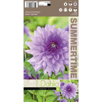 Seklos Далия (Гергина) Blue Boy - 1 бр луковицa