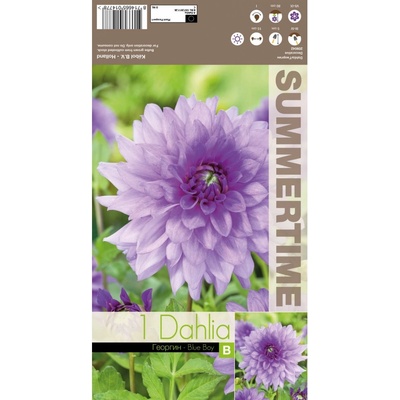 Seklos Далия (Гергина) Blue Boy - 1 бр луковицa