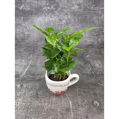 Coffea Arabica hrnek