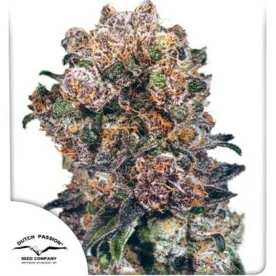 Dutch Passion Blueberry semena neobsahují THC 3 ks