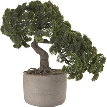 ASA Selection Bonsai Asa CYPŘIŠ vč. květináče