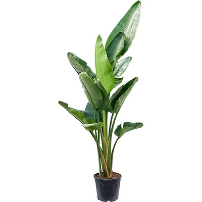 Strelitzia nicolai 3pp 30x180 cm