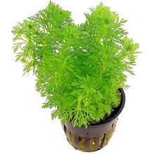Limnophila sessiliflora