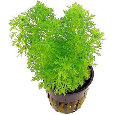 Limnophila sessiliflora