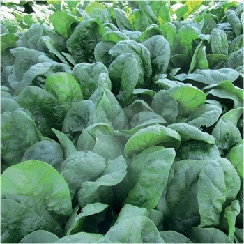 Špenát siaty Sacramento F1 - Spinacia oleracea - predaj semien - 200 ks