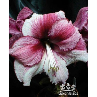 Amaryllis DAPHNE hippeastrum hvězdník
