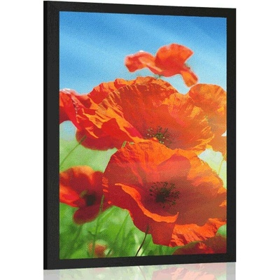 Plakát vlčí mák na louce - 40x60 black