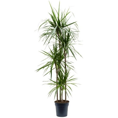 Dracaena marginata carrousel 4pp 27x180 cm