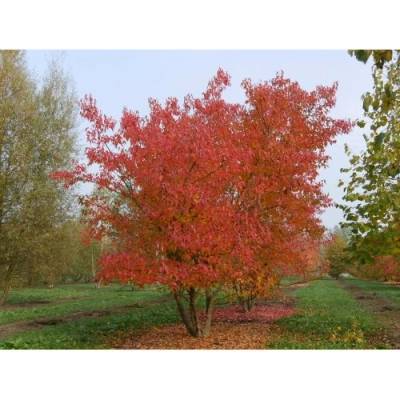 Javor ohnivý (Acer tataricum) ´GINNALA´ - výška 160-200 cm, kont. C5L
