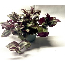 Tradescantia zebrina