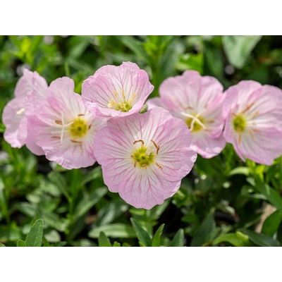 Pupalka Siskiyou Pink - Oenothera, kont. 0,5 l