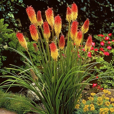 Kniphofia ROYAL CASTLE - mnohokvět, kleopatřina jehla