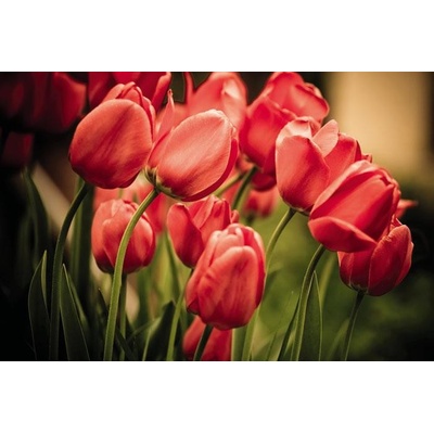 004 Samolepící fototapeta na podlahu - Červené tulipány, 255 x 170 cm