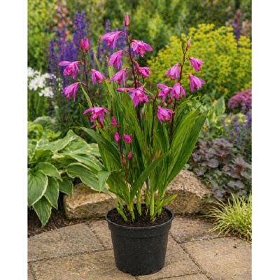 Orchidea vzpriamená ‘Striata pink’ v kvetináči
