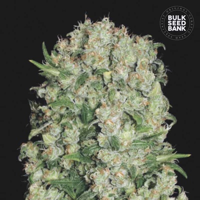 Bulk Seed Bank White Prussian semena neobsahují THC 10 ks
