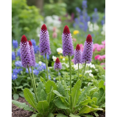 Prvosienka orchideokvetá 'Primula Vialli' v kvetináči