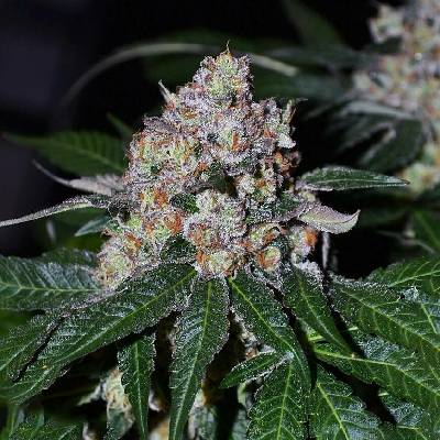 Monkey Genetics Frosty Acai Mintz semena neobsahují THC 3 ks
