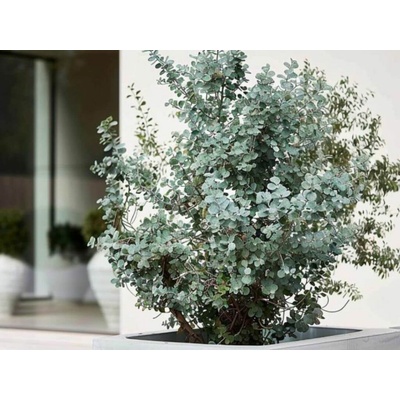 Eukalyptus gunnii Silverana, výška 60-100 cm, kvetináč 9 l