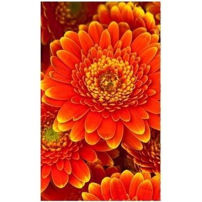 DIMEX MS-2-0131 Vliesová fototapeta na zeď Gerbera, rozmery 150 x 250 cm